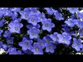 ++ 50 ++ ありがとう 花言葉 花 463856-ありがとう 花言葉 花束
