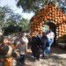 Cinderella’s Pumpkin Village, Dallas Arboretum, pumpkin patch, pumpkin village, Halloween, pumpkins