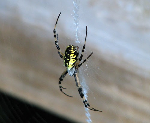 Black and yellow garden spider 2