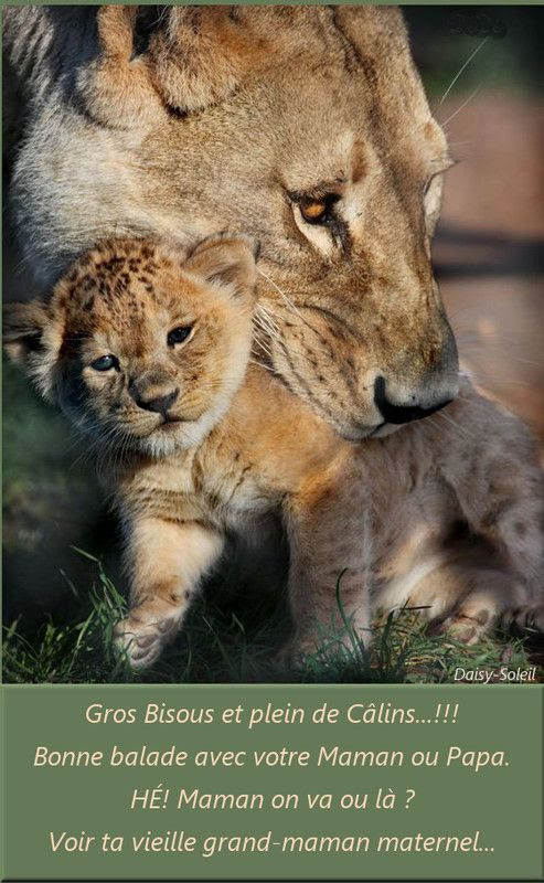 Bisous Calins Maman Tigre Et Bebe