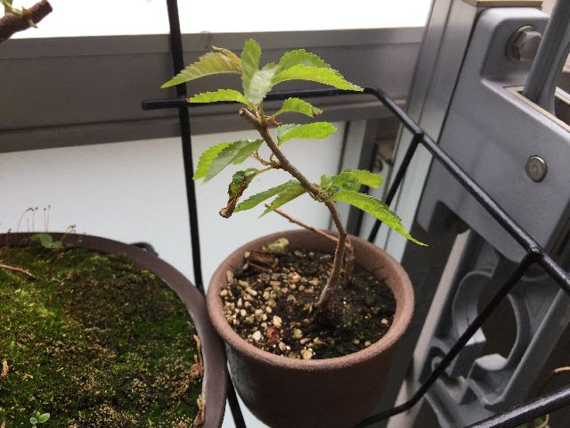 山桜を育てる サクラの盆栽を種から育てる方法 観葉植物ブログ緑組 植物の育て方