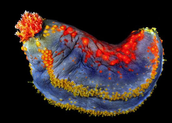 Sea apple - the most colourful sea cucumber in the world - Sea apple - the most colourful sea cucumber in the world - Pseudocolochirus olivaceus Singapore Marine Biodiversity Survey