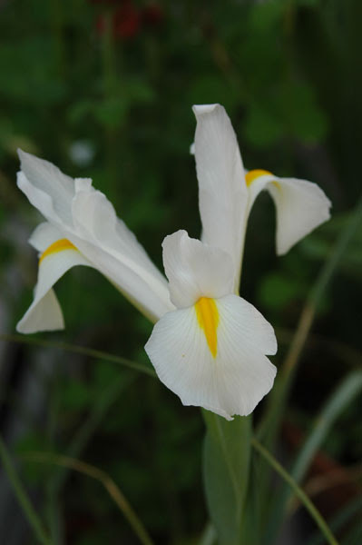 白い花 球根植物 はなだより
