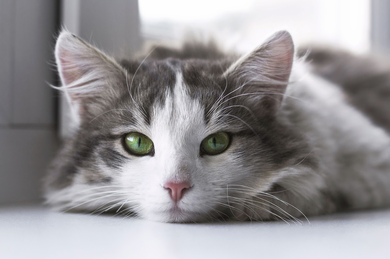 キトンブルーとは 子猫の目の色が青い理由と変化するしくみ