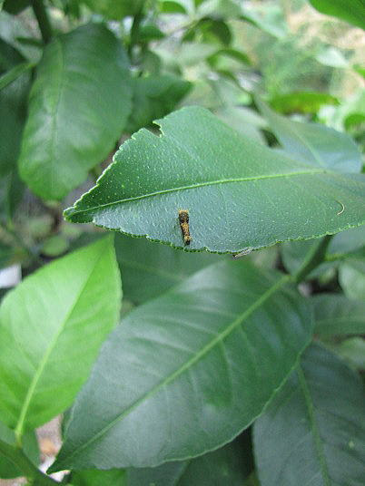 レモンの病害虫