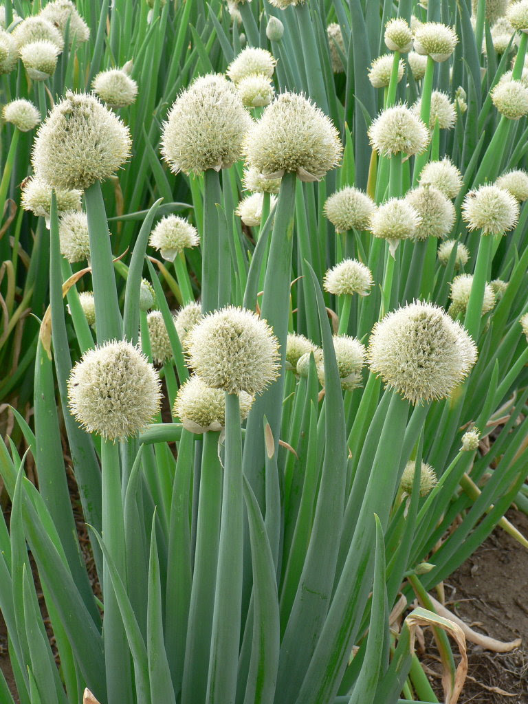 ネギ坊主ができてきた葱を食べるときは芯だけ取り除く 無農薬 無化学肥料 有機栽培野菜の詰め合わせ定期宅配 野良自然農園 愛知県豊田市中山間地