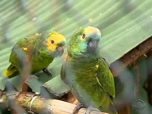 Papagaios são as maiores vítimas do tráfico em SC (Foto: RBSTV/Reprodução)