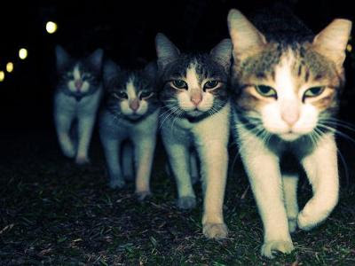 弱そうな猫にケンカを売ったら強そうな親猫が出てきたのでゆっくりとフェードアウト 15年02月28日の動物のボケ ボケて Bokete