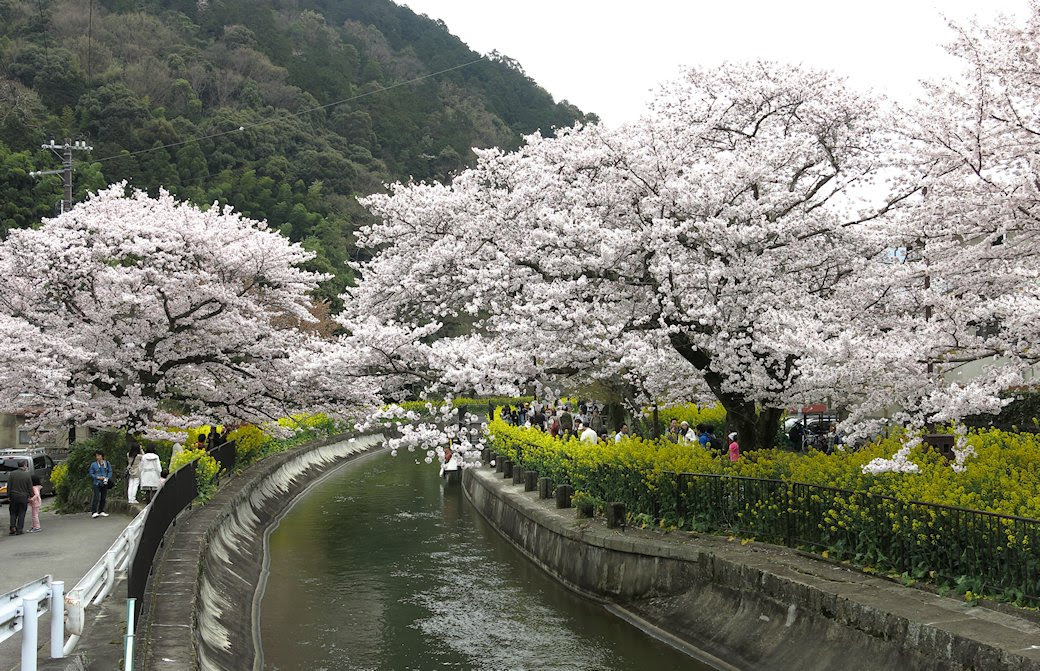 琵琶湖疏水の桜