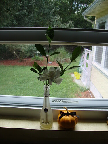 pumpkin C in mom's kitchen window