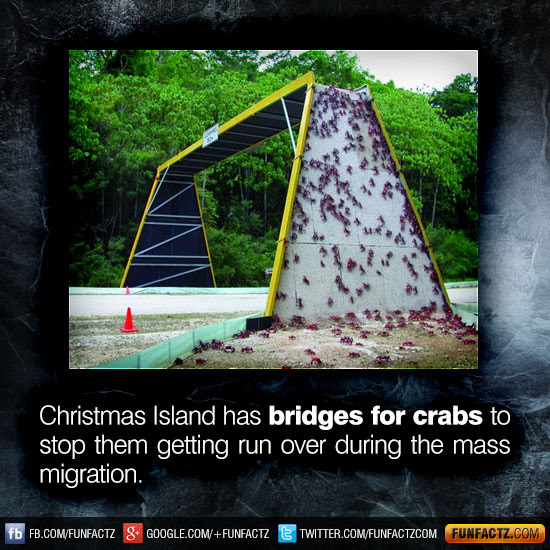 Christmas Island has bridges for crabs to stop them ...