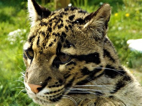 Find the perfect diet coke can stock photo. Clouded Leopard - Animal Experiences At Wingham Wildlife