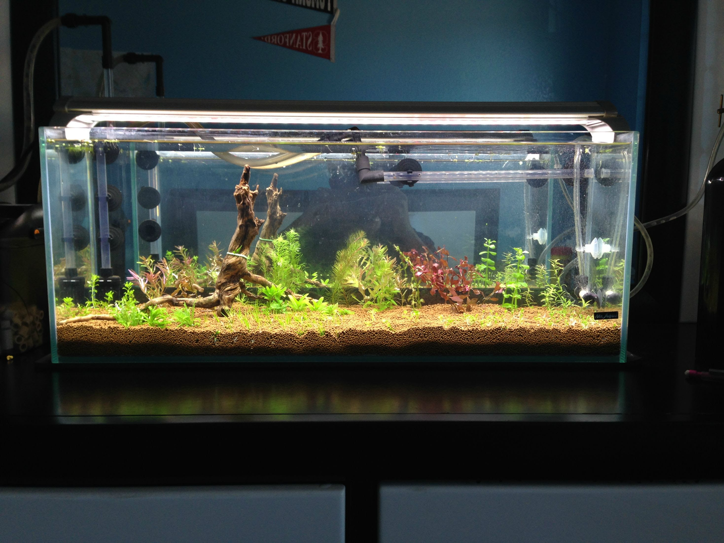 6 gallon long aquarium