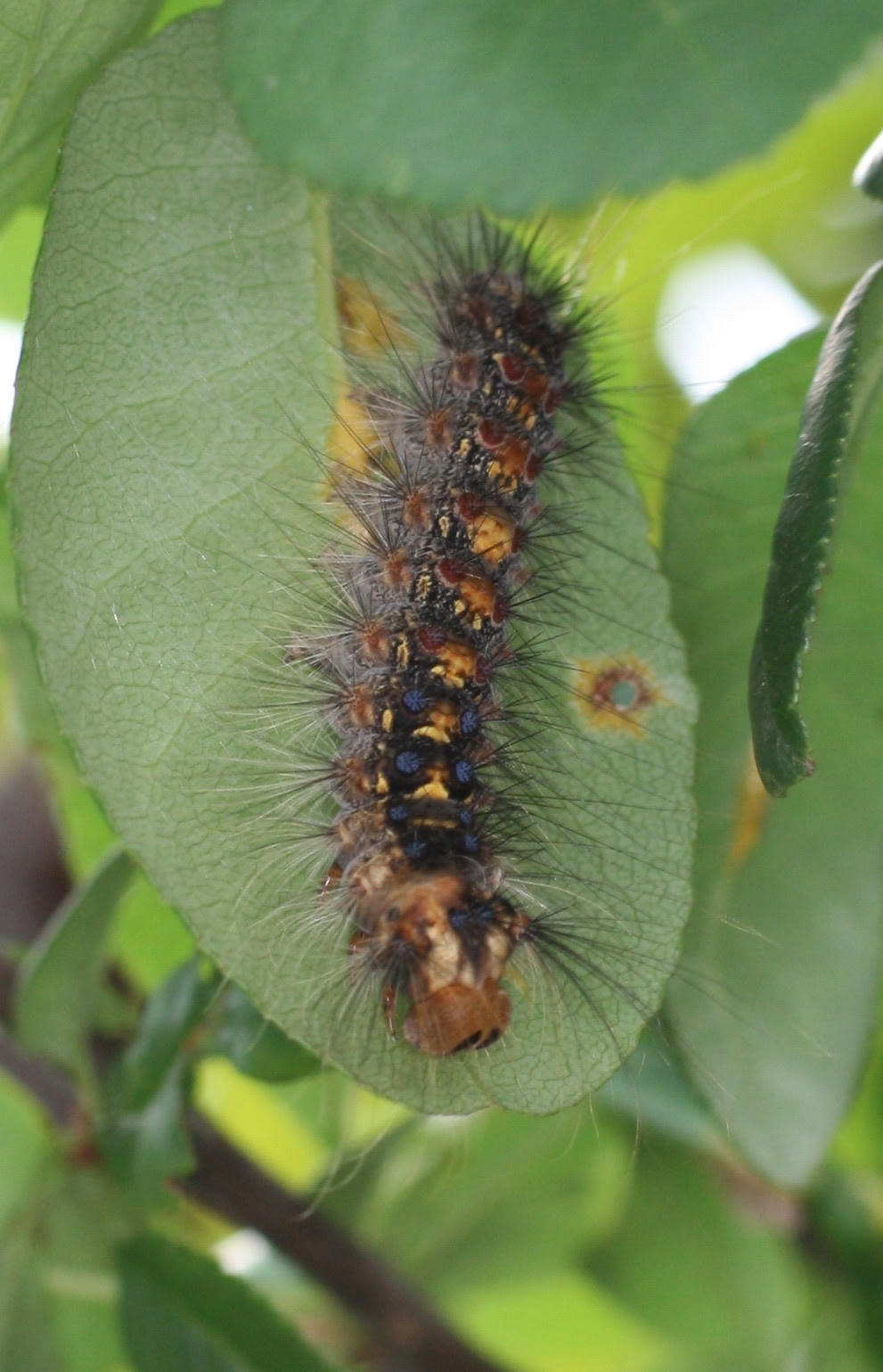 虫刺症ちゅうししょう 虫刺され