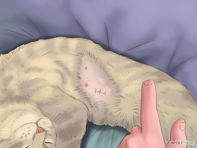 Take Care of a Cat Step 20.jpg
