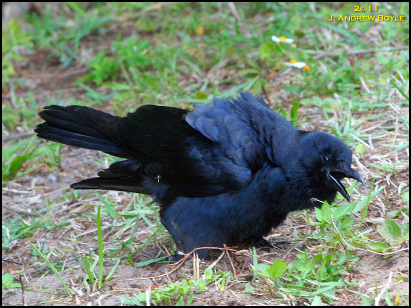 Fish Crow Fish Crow