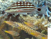 沖縄 石垣島 シュノーケリングで見られるサンゴと魚たちの動く図鑑