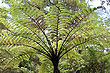 Tree Fern foto