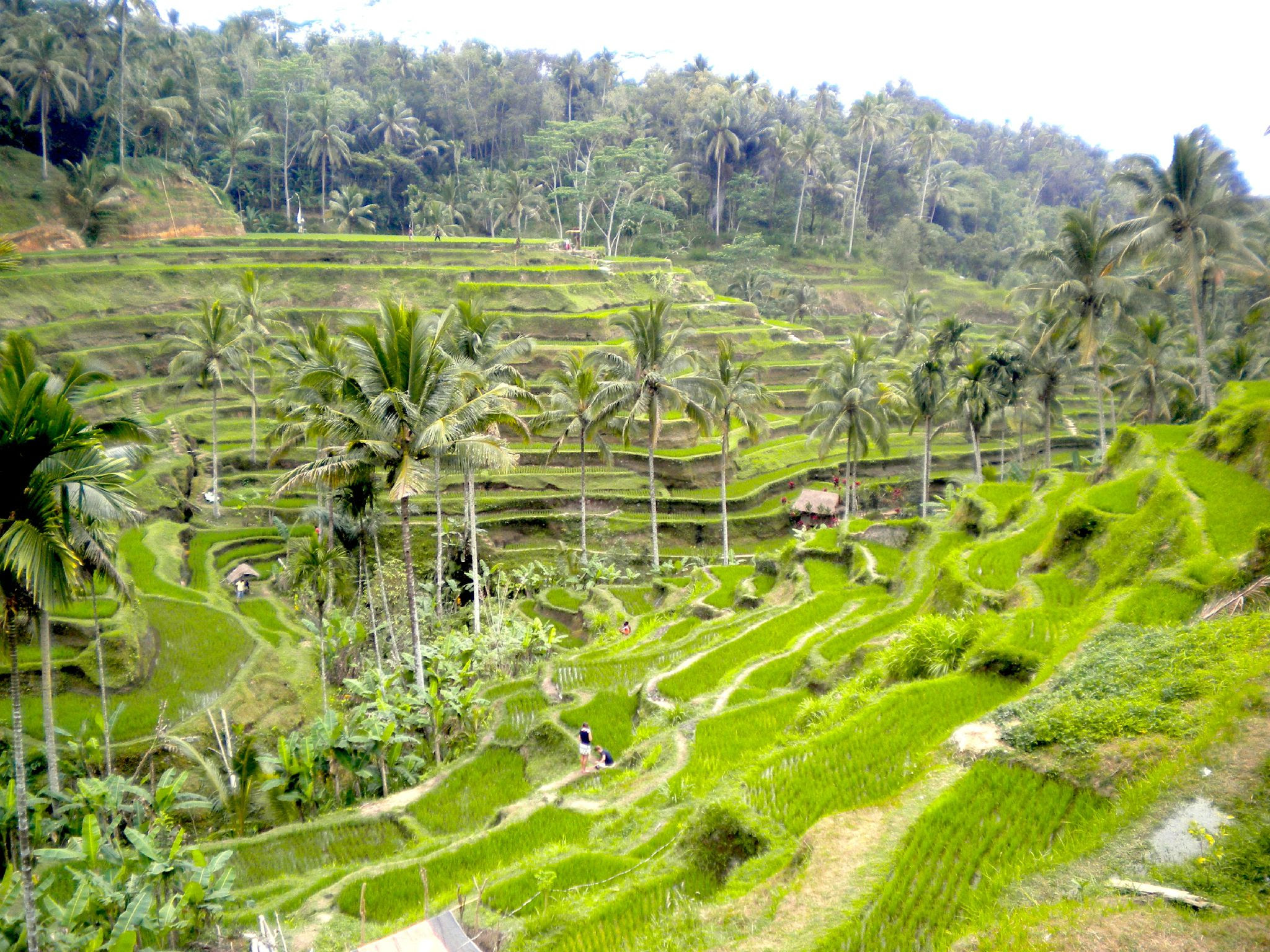 Indon sie Derniers jours Bali rizi res temples et Indon sie Derniers jours Bali rizi res temples et