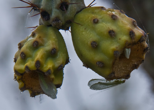 cholla fruit lacewings
