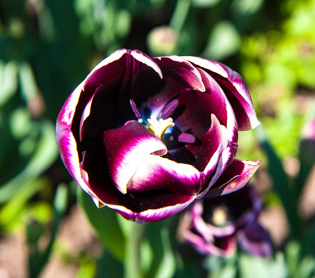 Tulips, Brooklyn Botanic Garden