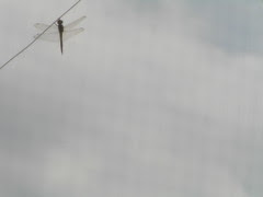 Dragonfly outside my window