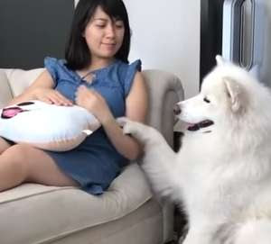 撫でるのを止めることを絶対に許してくれないフワフワな犬がカワイイ コモンポストムービー