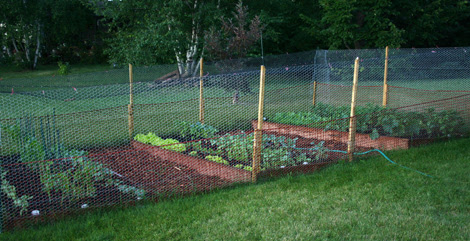 june - planted