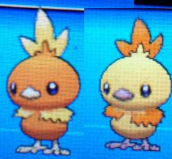 色違いに釘付け アチャモ Xy