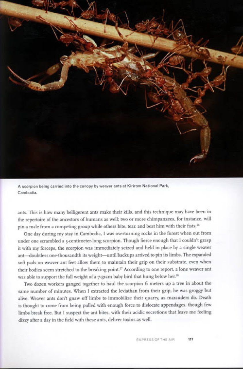 Adventures Among Ants A Global Safari With A Cast Of