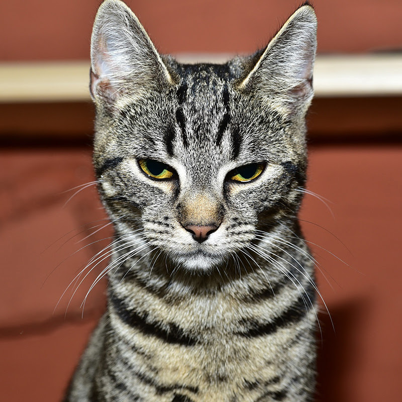 なつかない猫と仲良くなるために 知っておきたいたった５つの理由と対処法 猫の総合情報サイト ペットスマイルニュースforネコちゃん