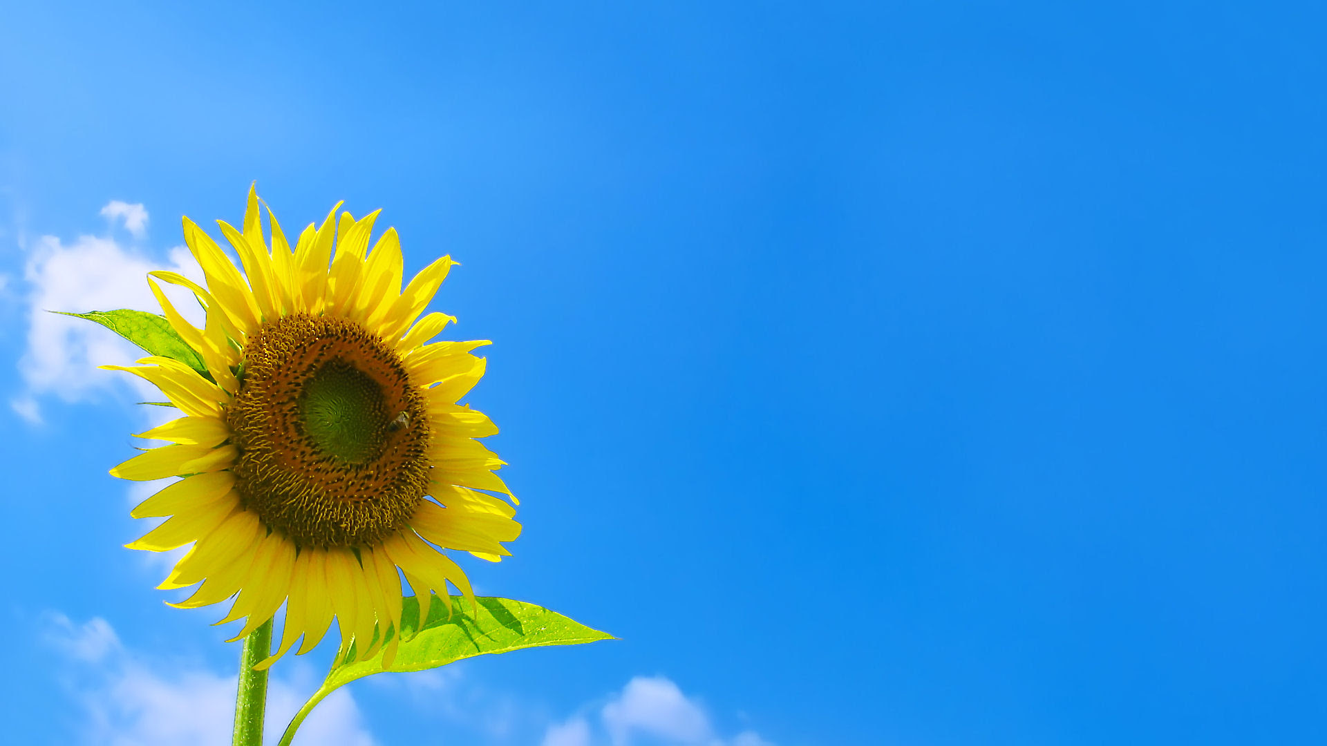 フルhdデスクトップ無料壁紙 ひまわり畑 ひまわりの花 壁紙写真 四季の彩り壁紙写真集