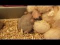 12 Buy 8 Week Baby Toys