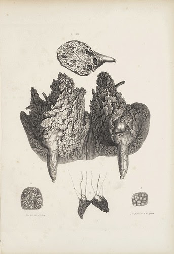 Shewing the Udder of the Ewe (Cooper, 1840)