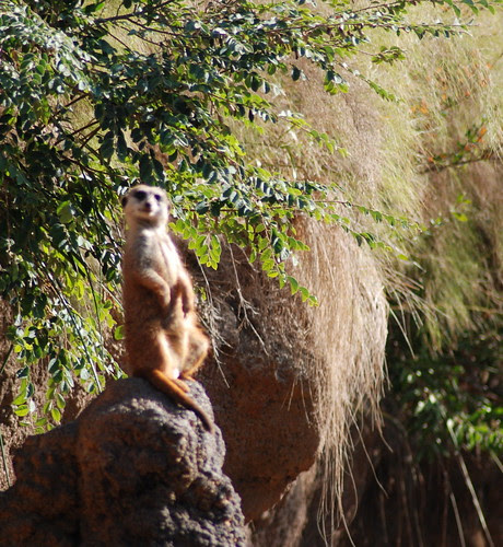 Meerkat
