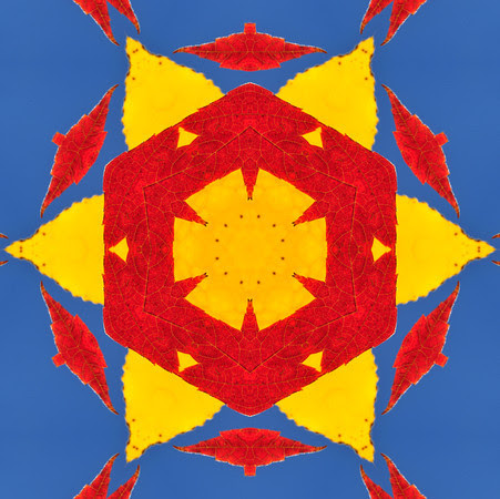 Primary Colors from Autumn Leaves