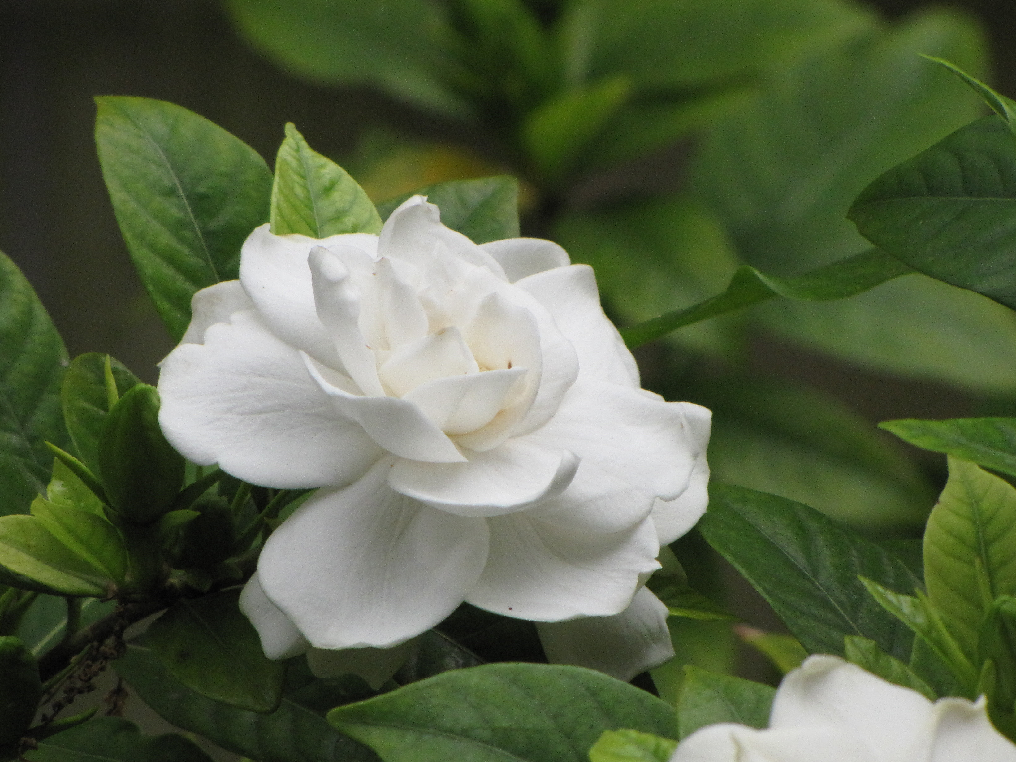 Gardenia