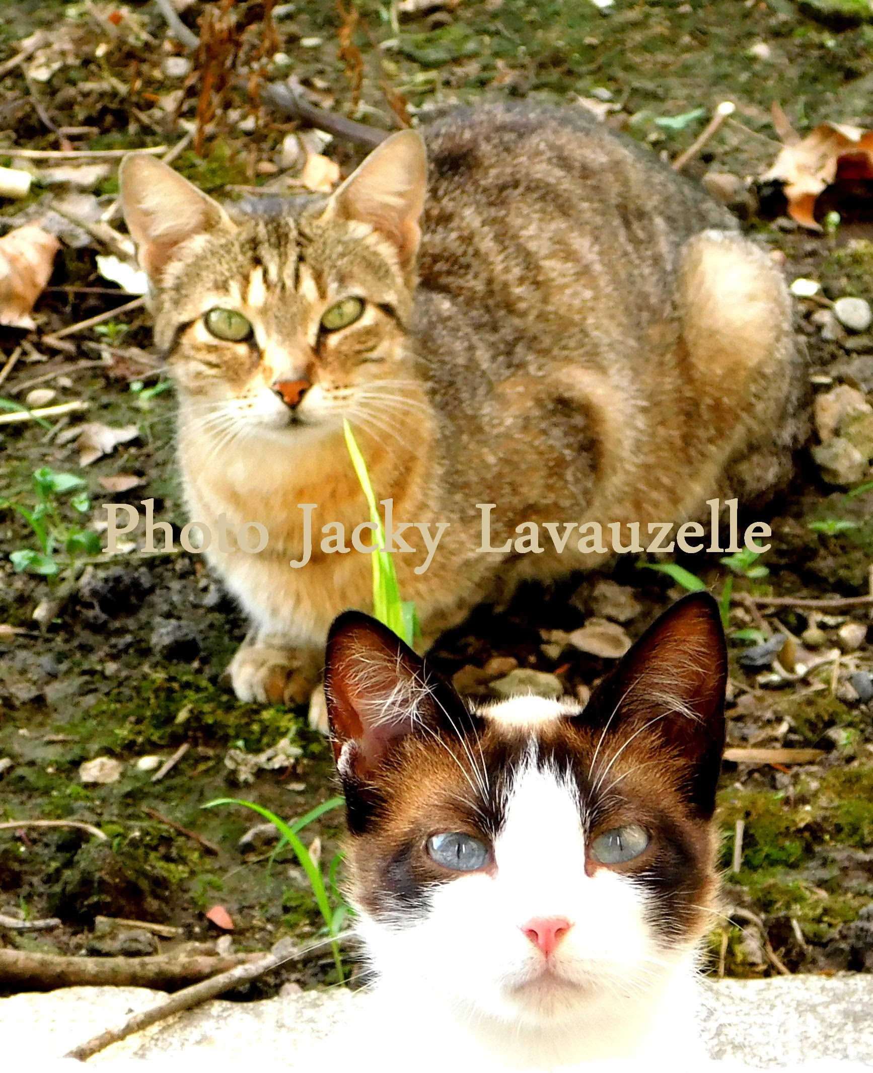 Poemes Sur Les Chats Et Autres Textes Artgitato