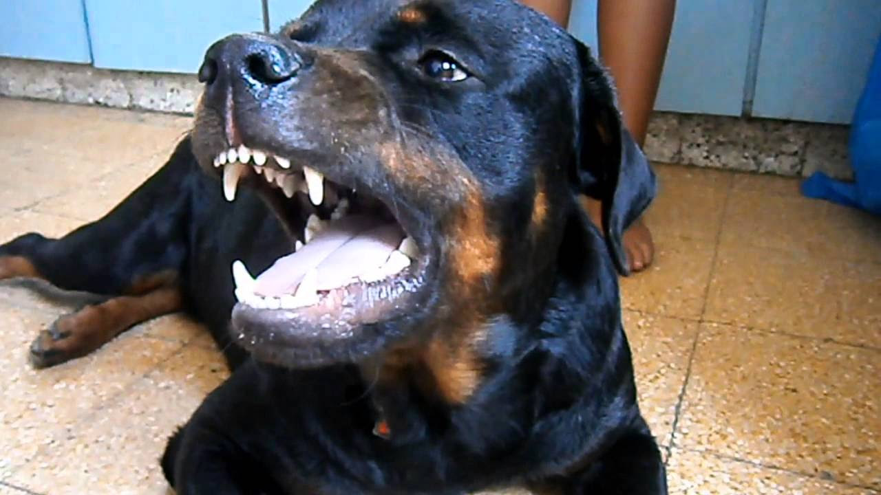 Image Result For A Rottweiler Puppy