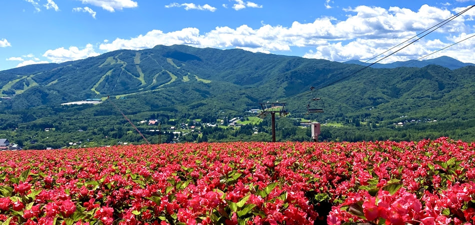 ひるがのピクニックガーデン アウトドアガイド 旧 ゲレンデグリーンガイド Surf Snow