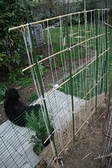 trellis 1