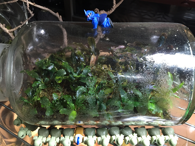 さかなの街焼津で水草水槽 ブセの水上育成