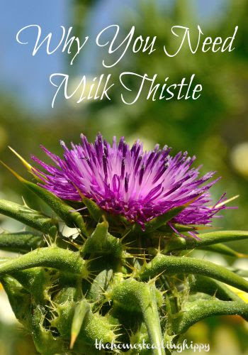 Well established as a liver support, milk thistle is one herb you don't want to be without! The Homesteading Hippy #homesteadhippy #fromthefarm #herbs #herbalist #milkthistle