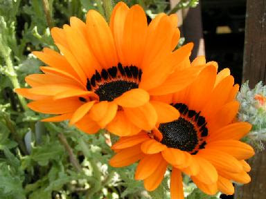 花散歩 ほっと待以夢 春の花2