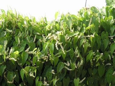 自然薯 ヤマイモの花は甘い香り 野菜と果樹農家の栽培日記 楽天ブログ