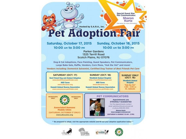 60 Best Pictures Pet Adoption Network Nj : Eeyore is in a shelter and needs a family ️ Animal ...