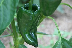 poblano