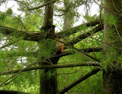 Fir tree with robin