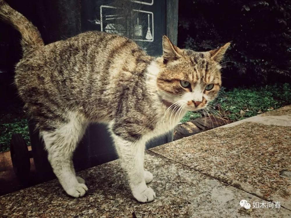 良堂猫男友 万图壁纸网