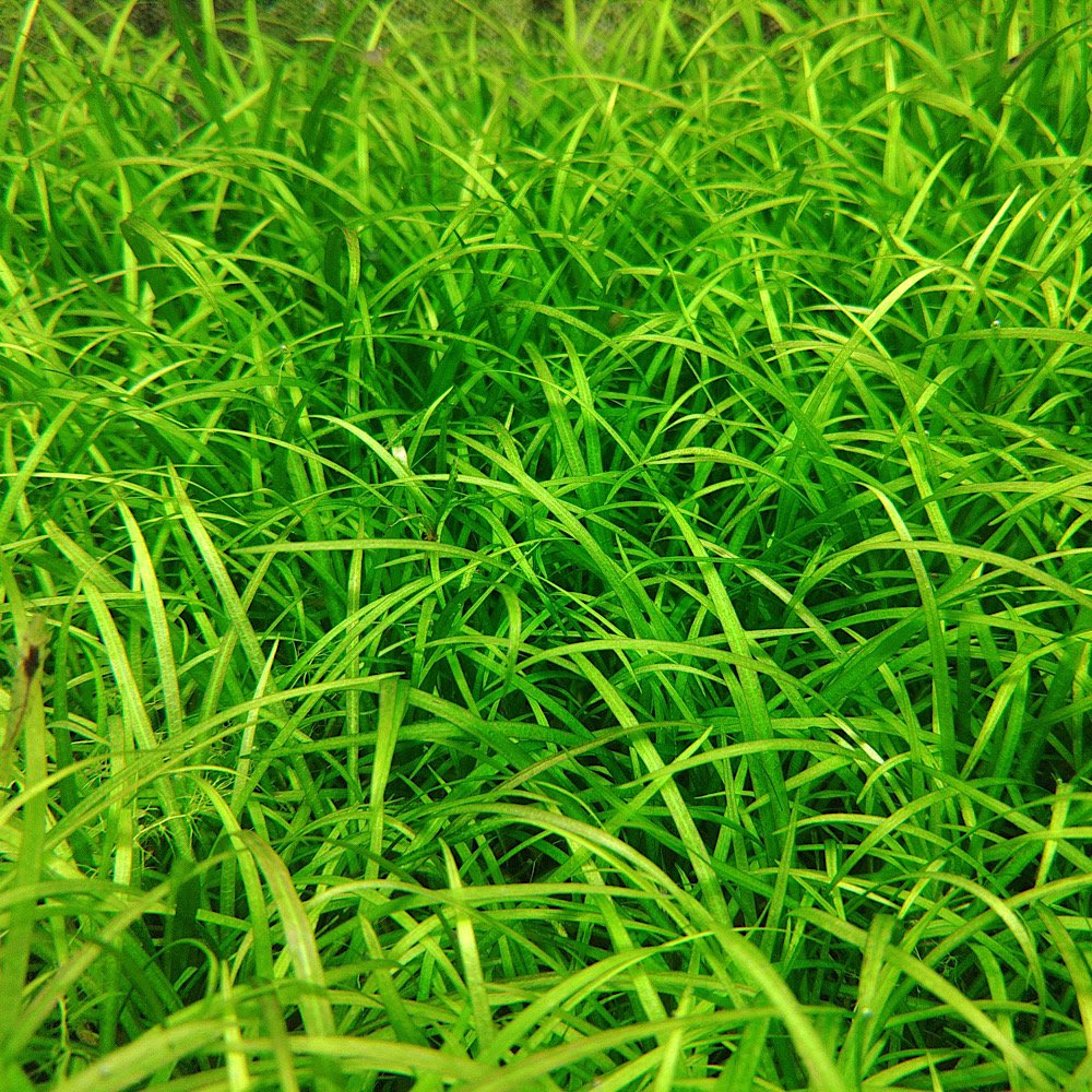 背の低い水草 前景草の種類や特徴まとめ アクアリウムの始め方